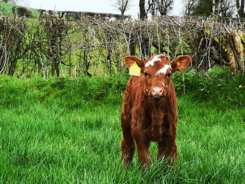 Tight rein needed on breeding in NI suckler scheme Tight rein needed on breeding in NI suckler scheme
