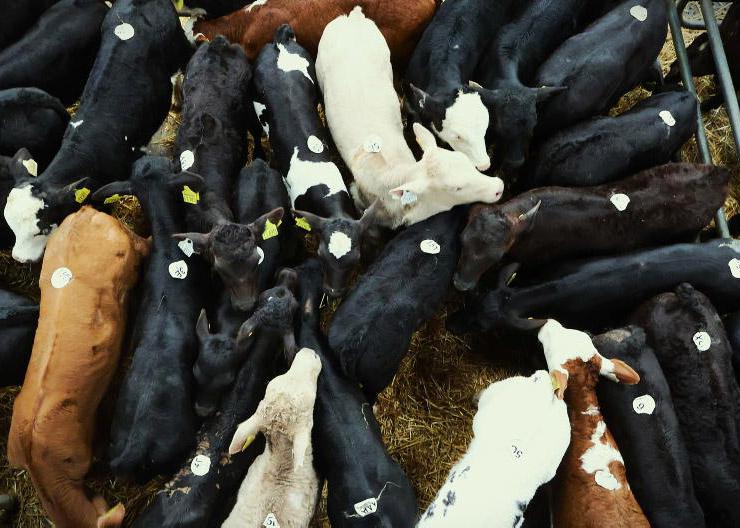 Calf prices surge to record high Calf prices surge to record high