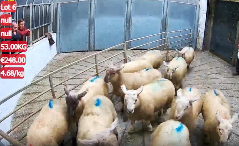 Sheep trade booming at Kilkenny Mart Sheep trade booming at Kilkenny Mart