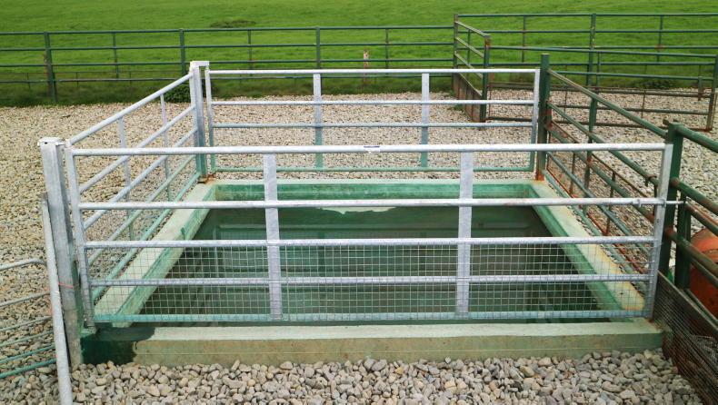 Sheep Management: scald in lambs, weaning preparations and farmyard repairs Sheep Management: scald in lambs, weaning preparations and farmyard repairs