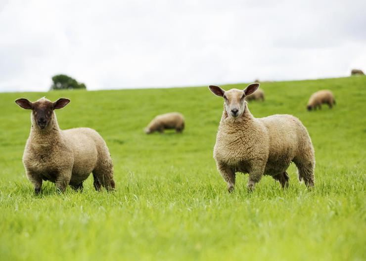 Sheep trends: Lamb prices rise to €10/kg plus Sheep trends: Lamb prices rise to €10/kg plus