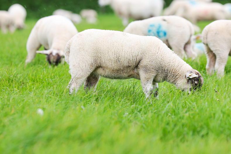 Lamb prices climb back up to €10/kg Lamb prices climb back up to €10/kg