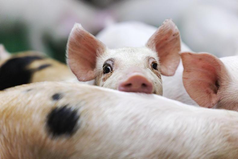 UFU press Sofina for clarity on pig kill UFU press Sofina for clarity on pig kill