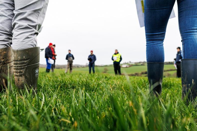 Dairy management: grass tight on many farms Dairy management: grass tight on many farms