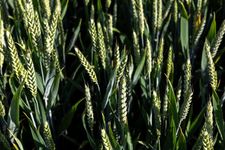 New fungicide moving closer to market New fungicide moving closer to market