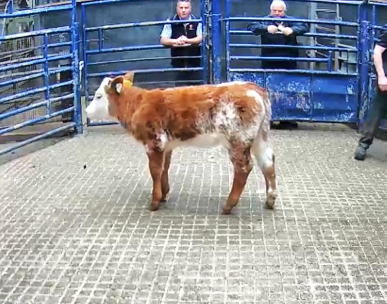 Limousin-cross calf hits €1,900 in Carrigallen Mart Limousin-cross calf hits €1,900 in Carrigallen Mart