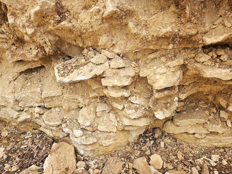 Cereals 2026: varieties, plant protection and Diddly Squat soil Cereals 2026: varieties, plant protection and Diddly Squat soil