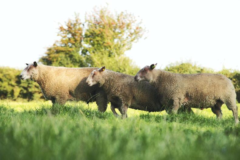 Heatwave advice: managing rams and safely transporting sheep Heatwave advice: managing rams and safely transporting sheep
