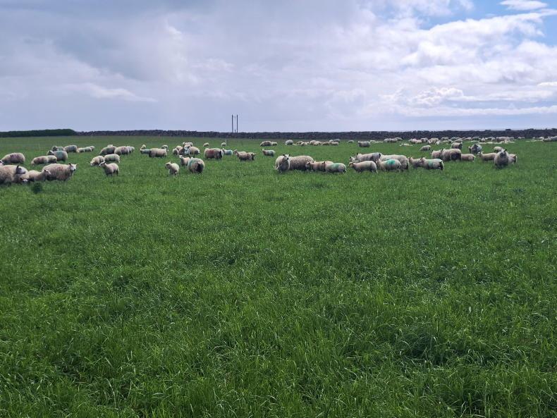 Award-winning Co Down farmer enjoys huge success with multispecies swards Award-winning Co Down farmer enjoys huge success with multispecies swards