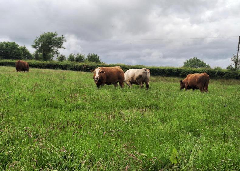 Grass growth defies best practice advice Grass growth defies best practice advice