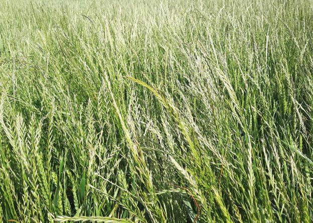 Last chance to resistance test problem tillage weeds for free Last chance to resistance test problem tillage weeds for free