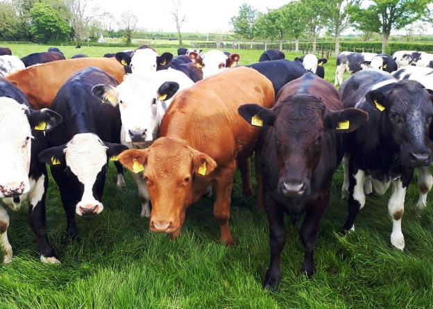 Waterford tops average herd size in 2025 Waterford tops average herd size in 2025