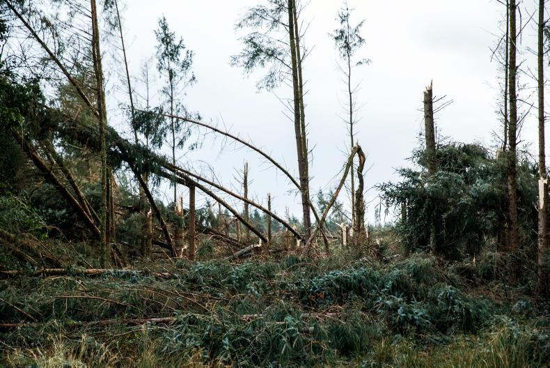 New bill to end trees being planted near power lines New bill to end trees being planted near power lines