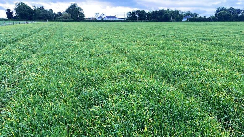 BYDV and waterlogging hitting spring barley BYDV and waterlogging hitting spring barley