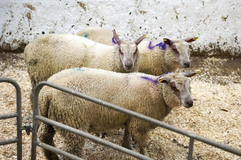 Camera at the Mart: solid lamb trade in Kingscourt Mart Camera at the Mart: solid lamb trade in Kingscourt Mart