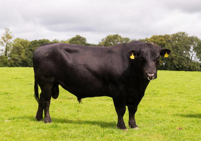 Angus wins the popular choice of sire in 2025 Angus wins the popular choice of sire in 2025