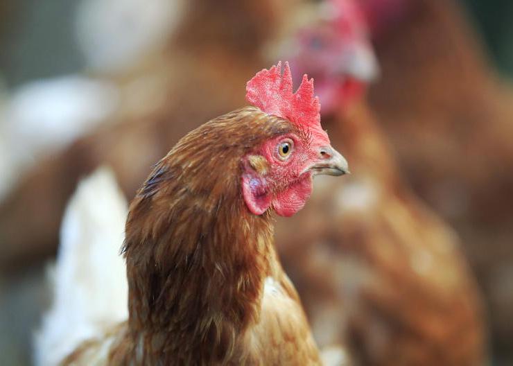Over-sized poultry shed to be taken down Over-sized poultry shed to be taken down