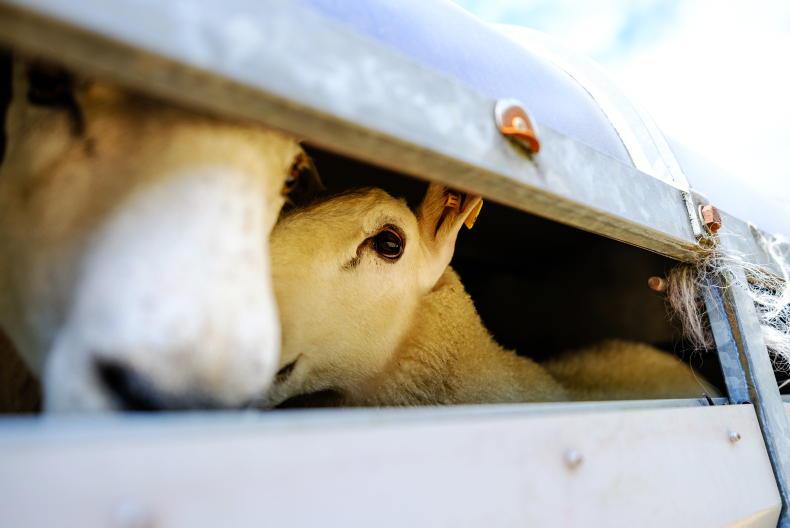 Northern Ireland exports 66,000 more sheep to Britain Northern Ireland exports 66,000 more sheep to Britain