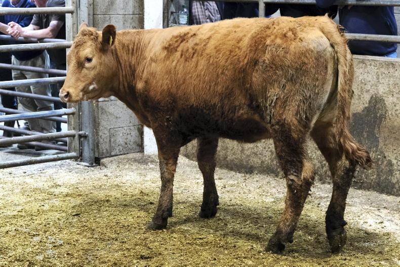 MartBids Database: light cattle a tougher trade MartBids Database: light cattle a tougher trade