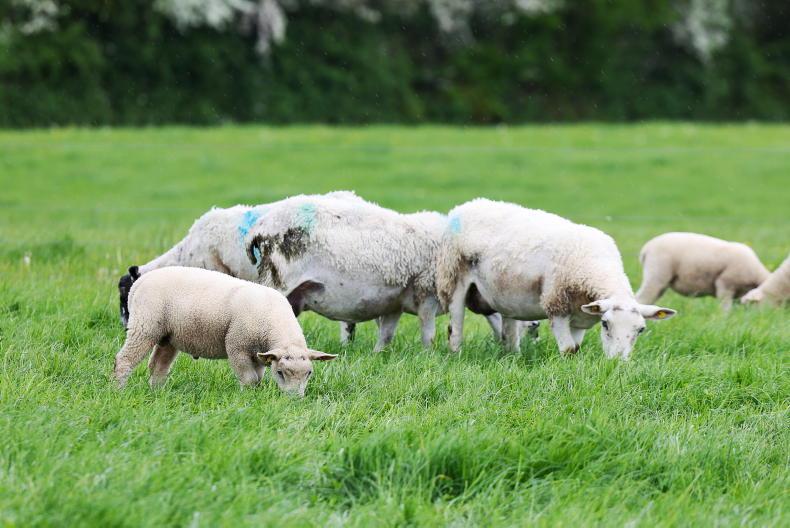 Sheep management: drafting lambs, cobalt supplementation and blowfly protection Sheep management: drafting lambs, cobalt supplementation and blowfly protection