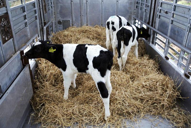 Fresh blow to Irish calf exports Fresh blow to Irish calf exports