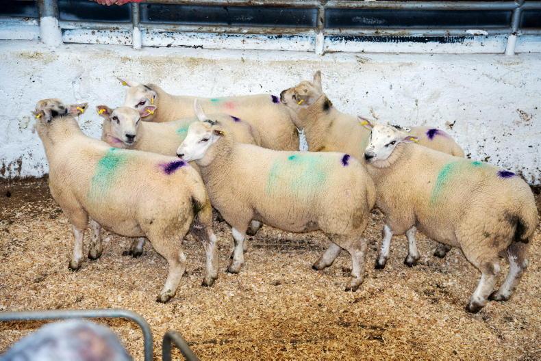 Sheep Trends: lamb quotes steady to 10c/kg lower Sheep Trends: lamb quotes steady to 10c/kg lower