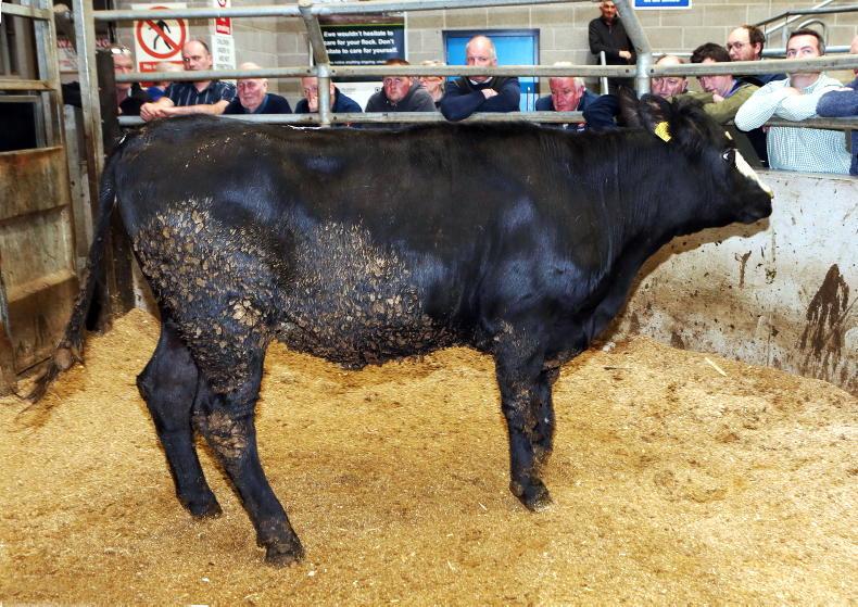 Northern View: no change in base quotes for beef Northern View: no change in base quotes for beef