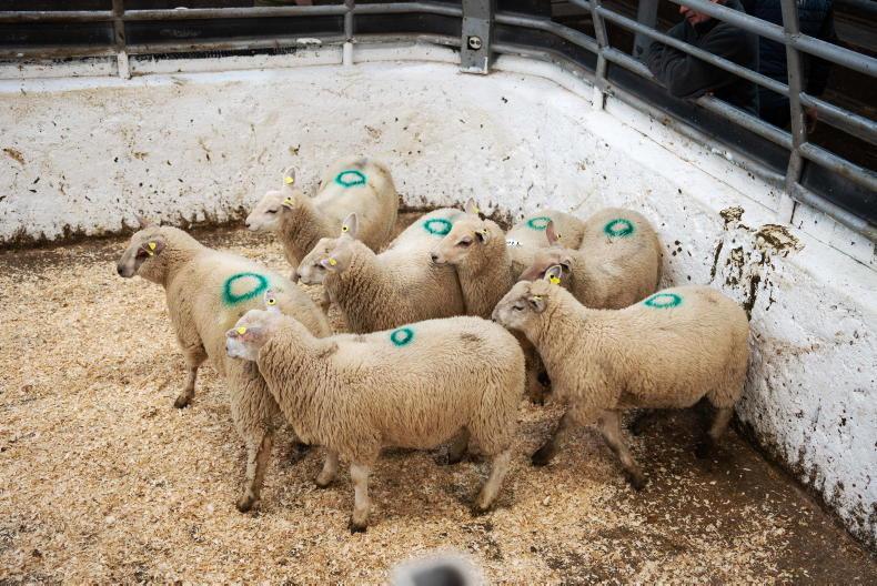 Sheep mart watch: slight easing of prices but keen demand for stores Sheep mart watch: slight easing of prices but keen demand for stores