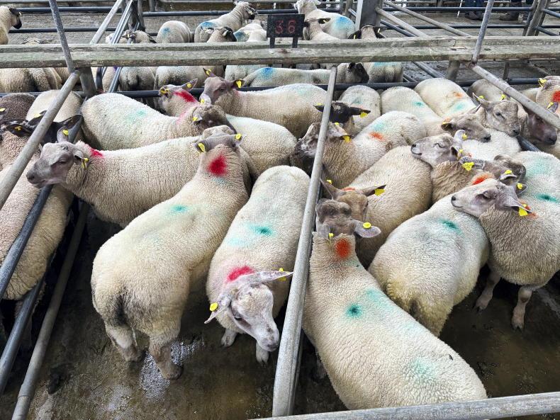 Camera at the Mart: steady prices for spring lambs in Athenry Camera at the Mart: steady prices for spring lambs in Athenry