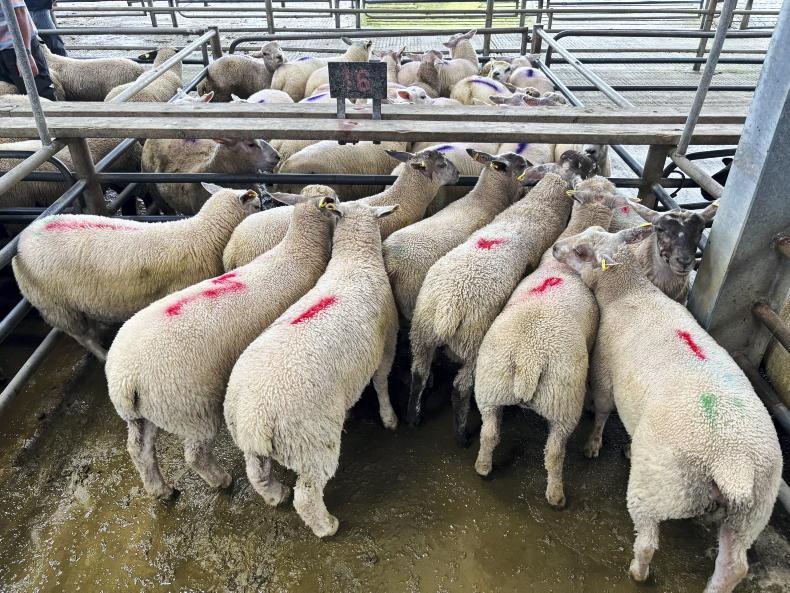 Camera at the Mart: steady prices for spring lambs in Athenry Camera at the Mart: steady prices for spring lambs in Athenry
