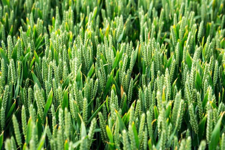 Counting spores to detect diseases early Counting spores to detect diseases early