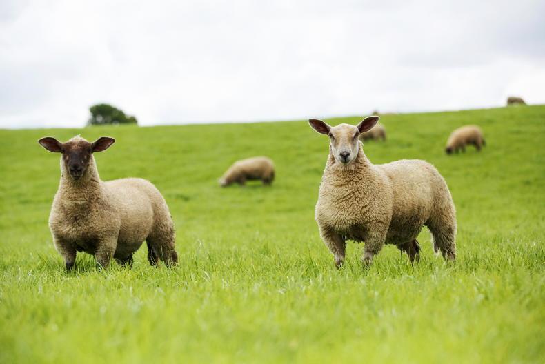 Sheep price update: base quotes cut by 20c/kg to 40c/kg Sheep price update: base quotes cut by 20c/kg to 40c/kg