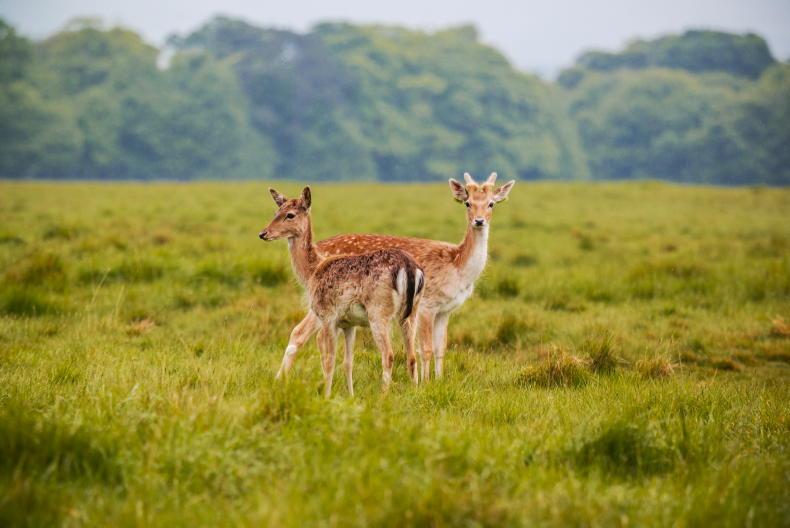 Issue of unsustainable deer population to be highlighted at FRS forest walk