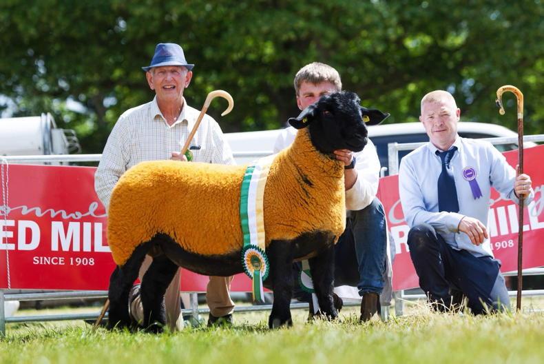 Kenny's ewes are all-Ireland champions Kenny's ewes are all-Ireland champions