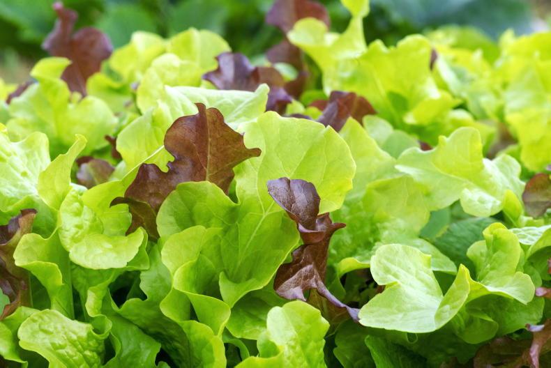 Gardening with Kitty: salad days are here again Gardening with Kitty: salad days are here again