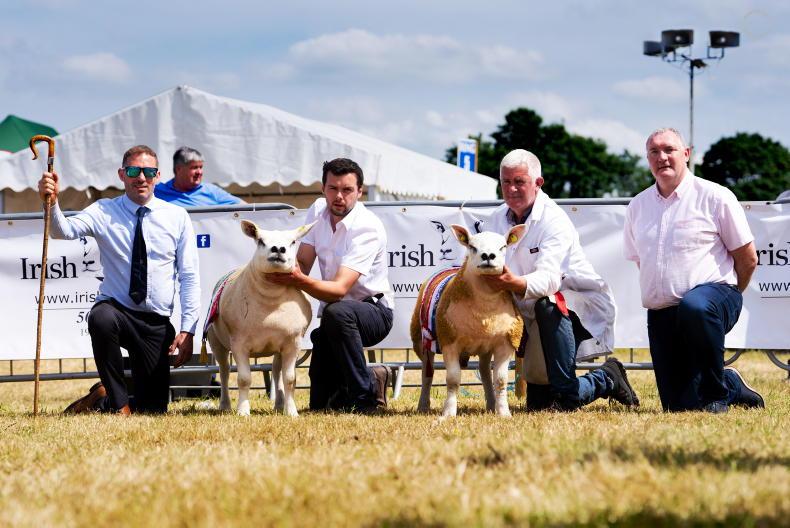 Galway-bred ram hits jackpot in Athlone Galway-bred ram hits jackpot in Athlone