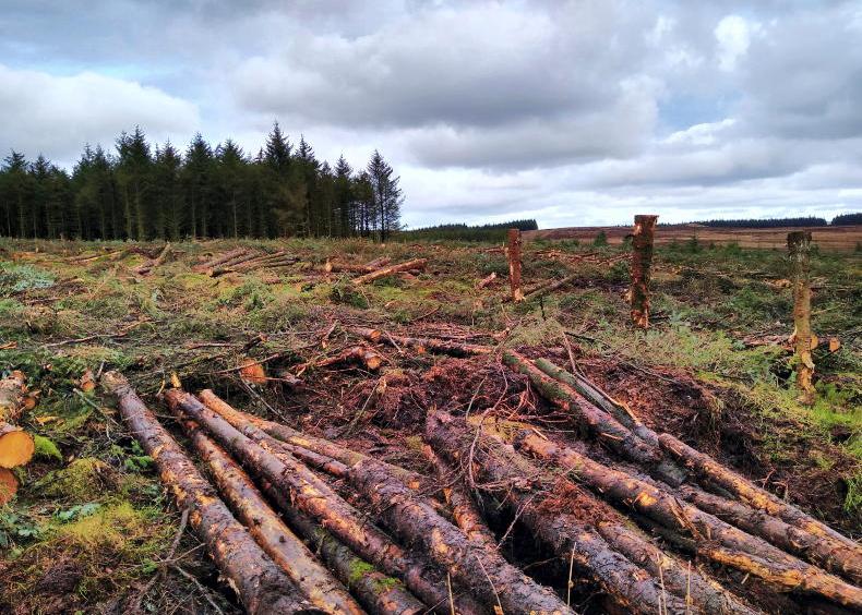 Sharp fall in numbers receiving forestry money Sharp fall in numbers receiving forestry money