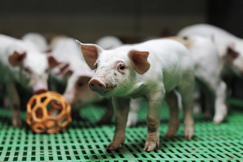 Technical efficiency increasing on pig farms, Teagasc report shows Technical efficiency increasing on pig farms, Teagasc report shows