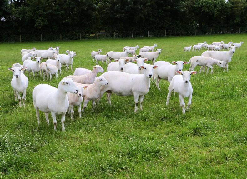 EasyCare ewes under test in Ballymena EasyCare ewes under test in Ballymena