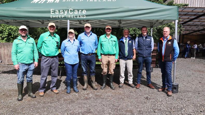 EasyCare ewes under test in Ballymena EasyCare ewes under test in Ballymena