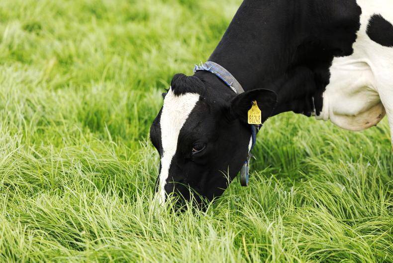Vet's Corner: scour – what could the cause be? Vet's Corner: scour – what could the cause be?