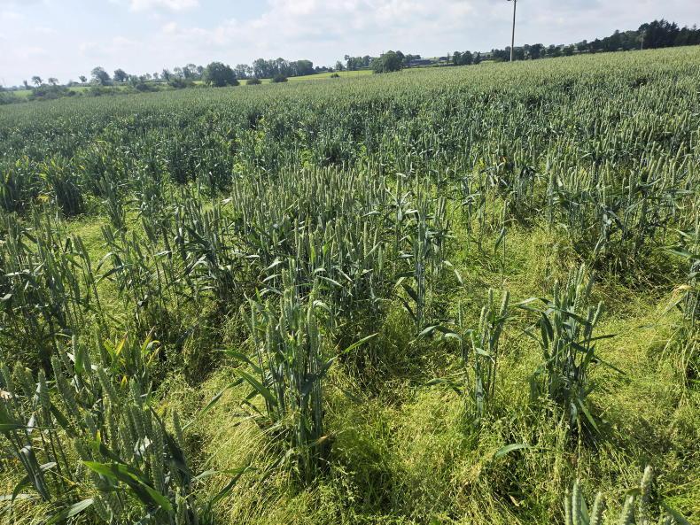 Yield watch: sparse wheat crop has rallied and looks excellent Yield watch: sparse wheat crop has rallied and looks excellent