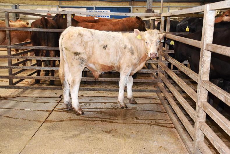Tight supply boosts trade at Dungannon Tight supply boosts trade at Dungannon