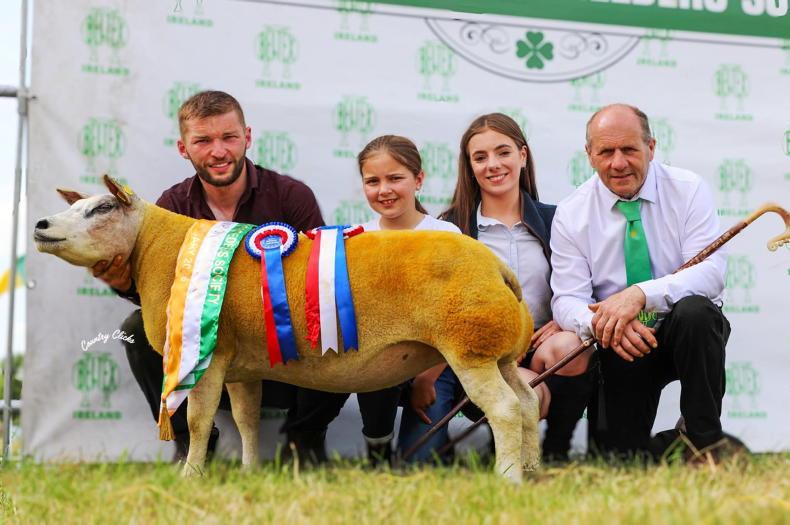 Beltex Sheep take all-Ireland titles back to Donegal Beltex Sheep take all-Ireland titles back to Donegal