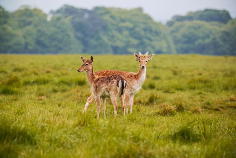 Silage yields hit by up to €180/ac by wild deer grazing farmland Silage yields hit by up to €180/ac by wild deer grazing farmland