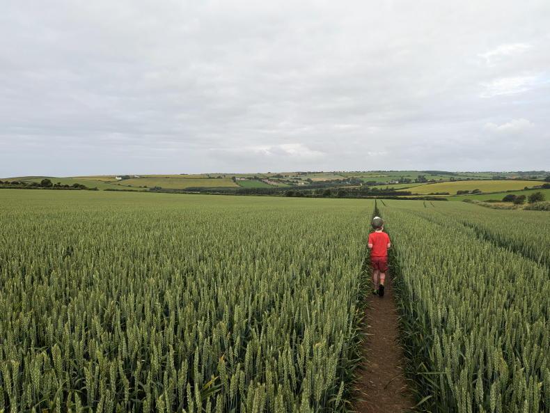 A burst of growth for beet and maize A burst of growth for beet and maize