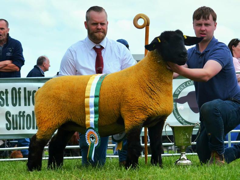 Suffolk ewe crowned interbreed champion in Corrandulla Suffolk ewe crowned interbreed champion in Corrandulla