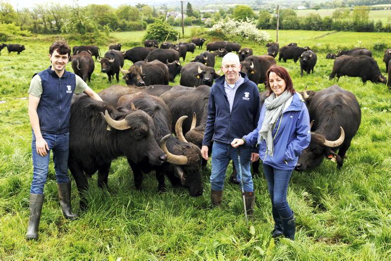 Macroom Buffalo: handing over the reins Macroom Buffalo: handing over the reins