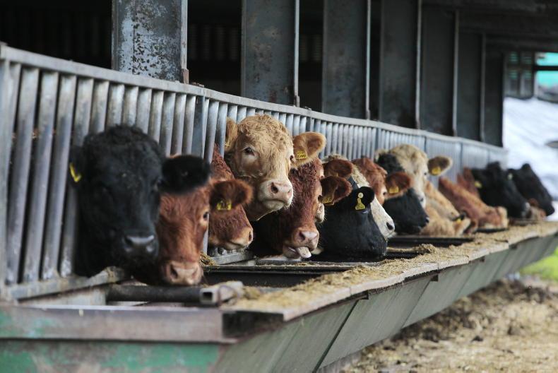 Beef Trends: kill in freefall Beef Trends: kill in freefall