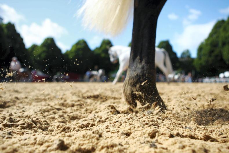 Three parties interested in opening horse slaughter plants Three parties interested in opening horse slaughter plants